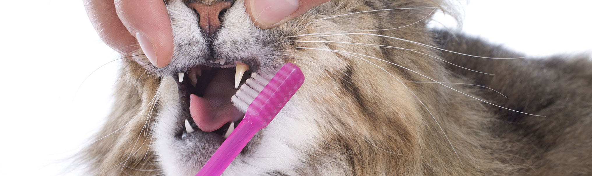 Hygiène dentaire du chat : un soin essentiel